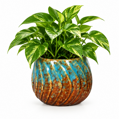 Copper Reef P6: Exotische Pflanze für Ihr Zuhause