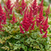Green boutiQ - Perennial - Astilbe (A) Fanal - Plume Spirea - Shade - Red - 3 Plants - Pot 11cm - Height 15-25cm Bild 5
