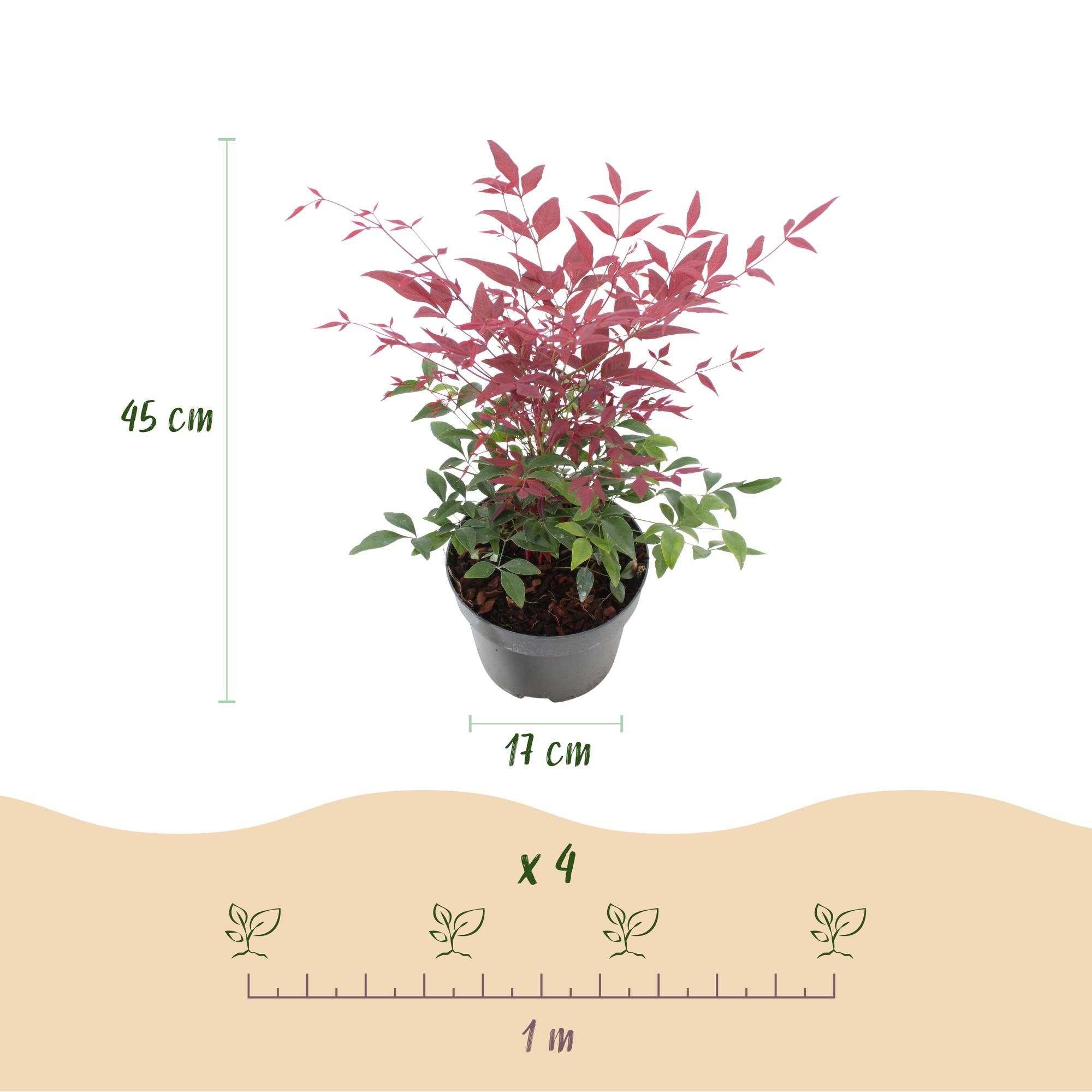 GreenboutiQ - Gartenpflanze - Nandina Tricolour - Gelb & Rot & Orange - 3 Pflanzen - Immergrün - Wenig Pflege - Topf 17cm Höhe 45cm
