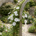 6x Clematis Miss Bateman - Waldrebe Miss Bateman - Weiß - Kletterpflanze - Ø9cm - ↕35cm Bild 4