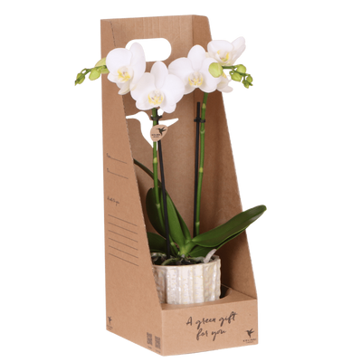 Weiße Amabilis Orchidee Geschenkset mit Oyster Übertopf & Giftbox