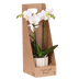 Weiße Amabilis Orchidee Geschenkset mit Oyster Übertopf & Giftbox Bild 1