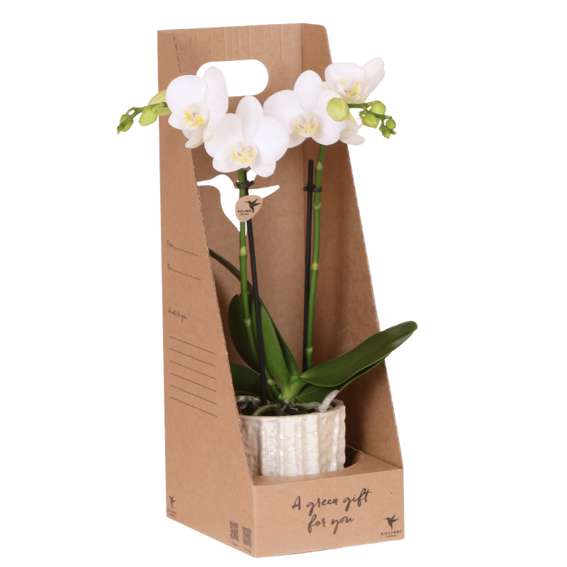 Weiße Amabilis Orchidee Geschenkset mit Oyster Übertopf & Giftbox