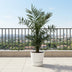 Canary Island Date Palm Phoenix Canariensis, 140 cm, Ø21cm Bild 3