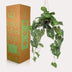 Kunstpflanze Anthurium Clarinervium 80 cm – Dekorative Hängepflanze Bild 5