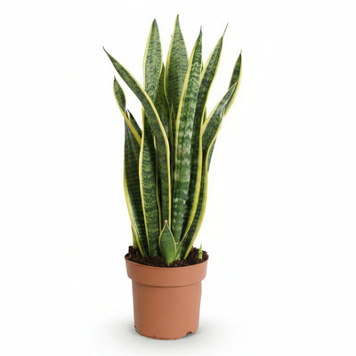 Sansevieria Laurentii - Wenig Pflege - Topf 17cm - 60-70cm Höhe