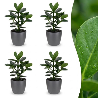 Green boutiQ - Clusia Princess - Clusia - 4 Plants - with Pot Grey - Pot 12cm - Height - 40cm