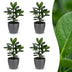 Green boutiQ - Clusia Princess - Clusia - 4 Pflanzen - met Potter Grijs - Pot 12cm - Hoogte - 40cm Bild 1
