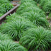 GreenboutiQ Ziergras Carex oshimensis Intense Green, 50cm, Topf 17cm Bild 7
