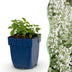 Green boutiQ - Staude - Nepeta faassenii Snowflake - Katzenminze - Bienen und Schmetterlingsanzieher - Weiß - 1 Pflanze - Topf 11cm - Höhe 15-25cm Bild 12
