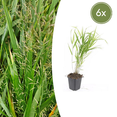 6x Japanisches Waldgras (Hakonechloa macra) - 10-25cm