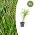 6x Japanisches Waldgras (Hakonechloa macra) - 10-25cm Bild 1