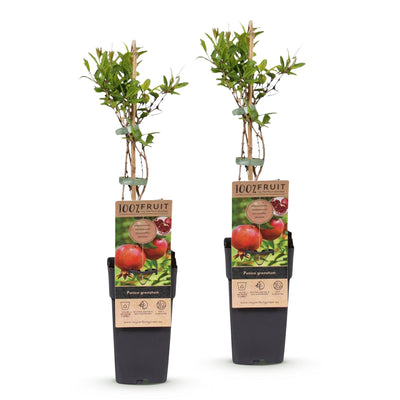 Green boutiQ - Granatapfelbäume - Punica granatum - Pomegranate - Hardy - Rot-Orange Früchte - 2 Plants - Topf 15cm - Höhe 50cm
