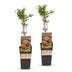 Green boutiQ - Granatapfelbäume - Punica granatum - Pomegranate - Hardy - Rot-Orange Früchte - 2 Plants - Topf 15cm - Höhe 50cm Bild 2