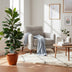Ficus Cyathistipula Houseplant, 105cm height, Ø21cm pot Bild 3
