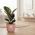 Ficus Elastica 'Robusta' im Topf ELHO Vibes Fold 14 cm rosa Bild 3