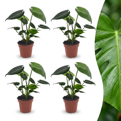 Green boutiQ - Monstera Deliciosa - Fensterblatt - 4 Pflanzen - Topf 12cm - Höhe - 30cm