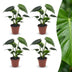 Green boutiQ - Monstera Deliciosa - Fensterblatt - 4 Pflanzen - Topf 12cm - Höhe - 30cm Bild 1