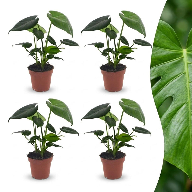 Green boutiQ - Monstera Deliciosa - Fensterblatt - 4 Pflanzen - Topf 12cm - Höhe - 30cm