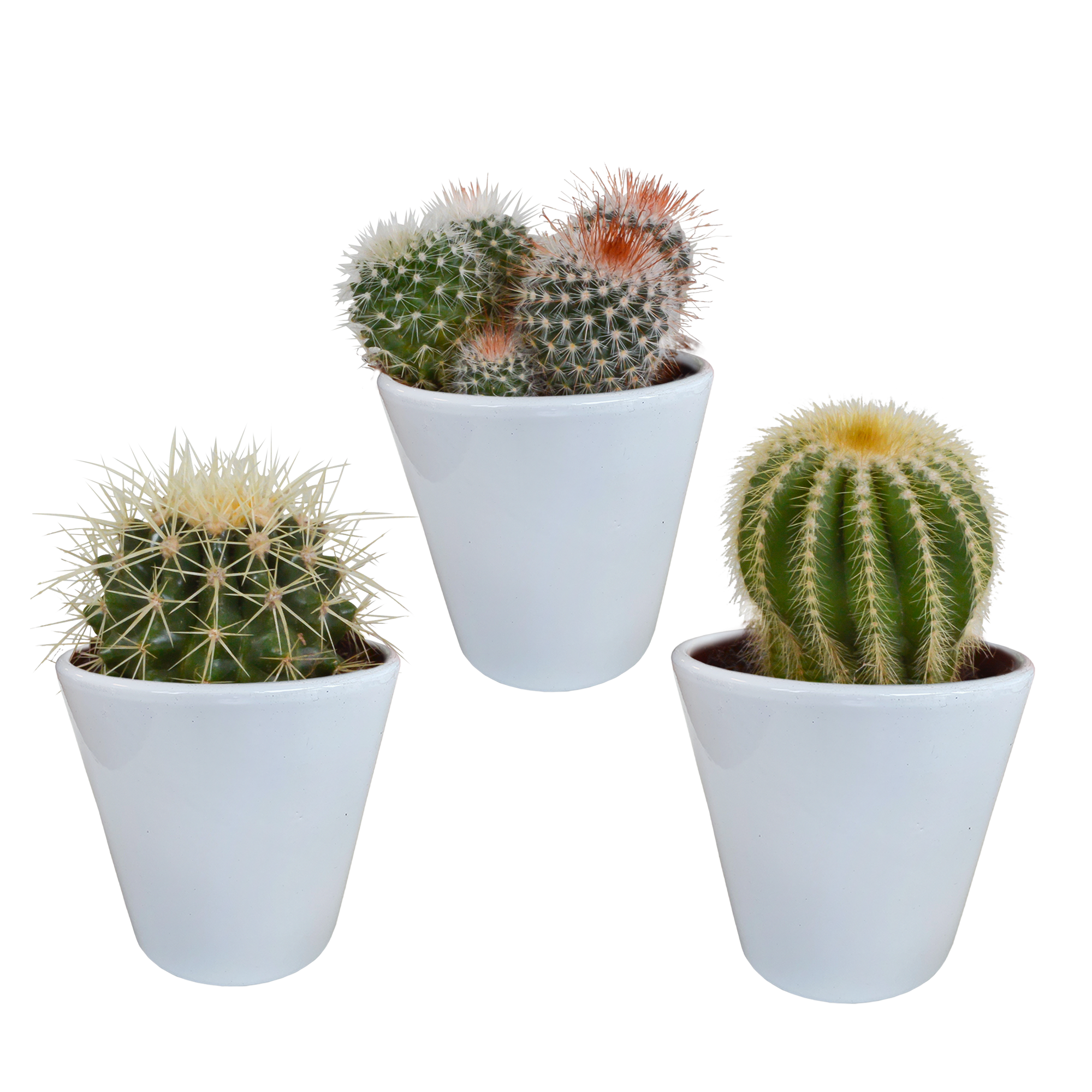 Bolcactus-Mischung 8,5 cm - in witte pot