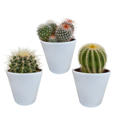 Bol Cactus-Mischung: 3 Kugelkakteen im weißen Topf (8,5 cm)