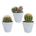 Bol Cactus Mix: 3 Globe Cacti in a white pot (8.5 cm) Bild 1