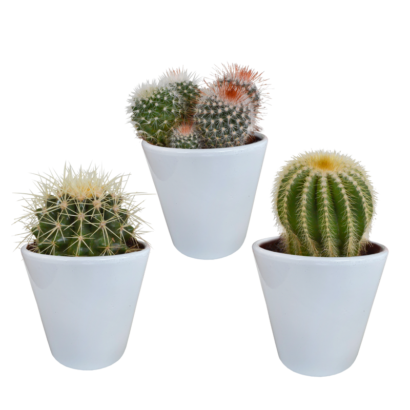 Bol Cactus Mix: 3 Globe Cacti in a white pot (8.5 cm)