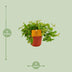 Peperomia Ang. Rocca Vivace – Pflegeleichte Zimmerpflanze Ø11cm H15cm Bild 2