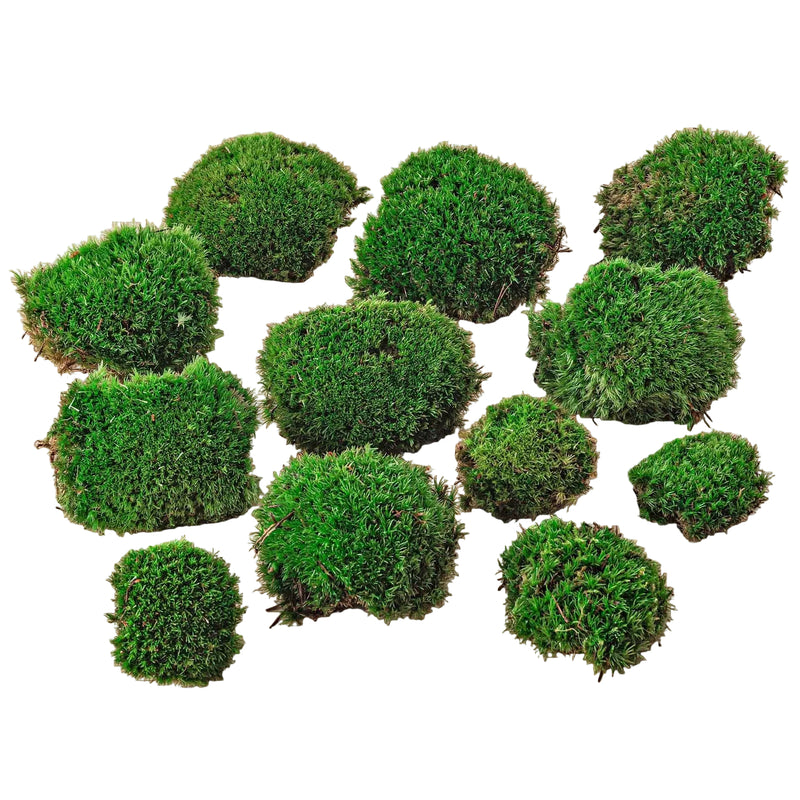 Premium Kissenmoos für Terrarien & Pflanzen (12 Stück)