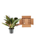 Codiaeum variegatum 'Petra' – Lebendiges Blattwerk, 30 cm Bild 4