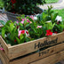 Dipladenia Mix - 2 x Mandevilla pink - 2 x Mandevilla white - 2 x Mandevilla red Ø12 cm - ↕25 cm Bild 3