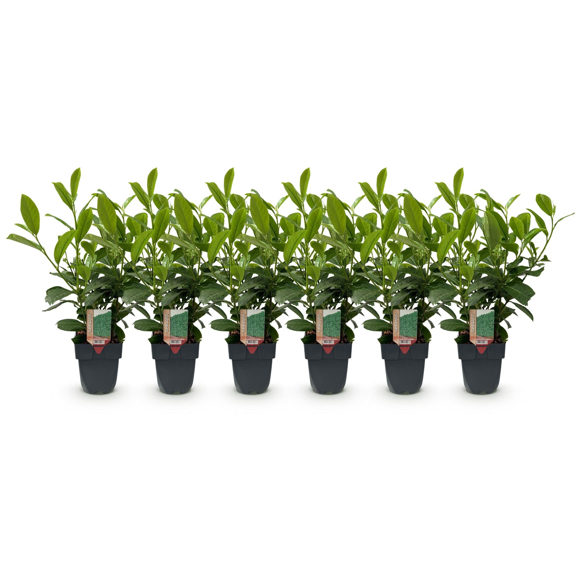 GreenboutiQ - Heckenpflanzen - Prunus laurocerasus Rotundifolia - Blatt grün - 6 Pflanzen - 1 laufender Meter - immergrün - Topf 17cm Höhe 50cm