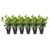 GreenboutiQ: 6x Kirschlorbeer Rotundifolia, Heckenpflanzen, Immergrün Bild 2