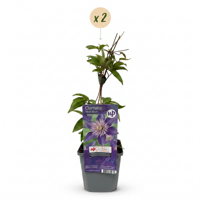 2x Clematis Multi Blue - Blaue gefüllte Blüten, Kletterpflanze, Ø9cm