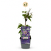 2x Clematis Multi Blue - Waldrebe Multi Blue - Blau - Kletterpflanze - Ø9cm - ↕35cm Bild 2