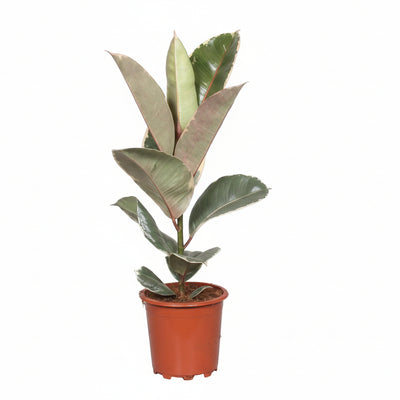 Ficus Elastica Tineke Gummibaum Ø17cm - ↕60cm