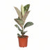 Ficus Elastica Tineke Gummibaum Ø17cm - ↕60cm Bild 1