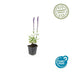6x Salvia nem. 'Caradonna' - Stauden - 10-25cm Bild 2