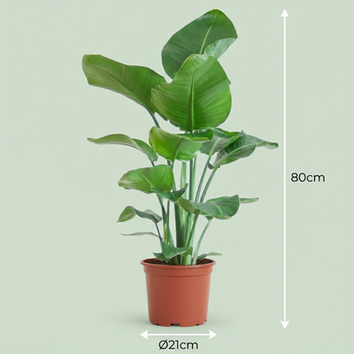 Strelitzia Nicolai Paradiesvogelblume: 80-90cm, Topf 19cm, pflegeleicht
