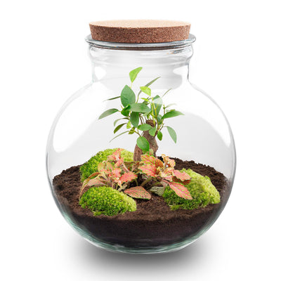 Flaschengarten DIY Teddy-Bonsai mit Ficus Ginseng, Fittonia, Moos