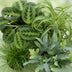 Green BoutiQ Pflanzenmix: Chlorophytum, Cyperus, Phlebodium, Maranta Bild 4