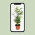 Mexikanische Bergpalme Chamaedorea Elegans Ø17cm Höhe 55cm Bild 5