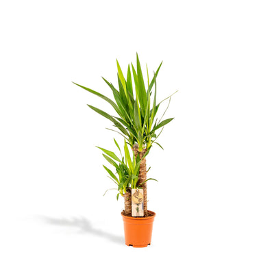 Yucca Palmlilie Zimmerpflanze - pflegeleicht, 90cm, direkt vom Gärtner