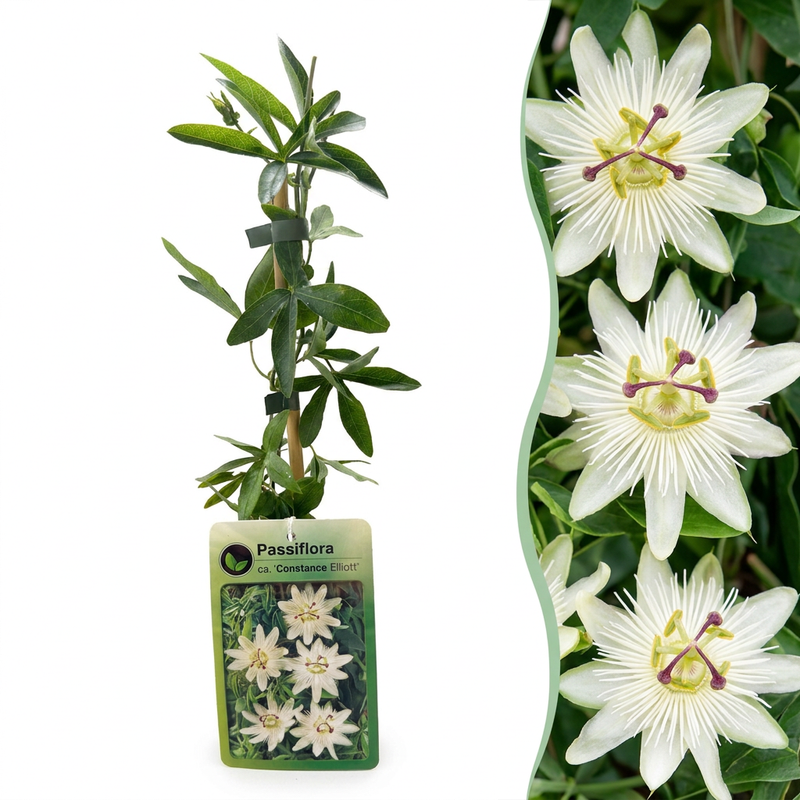 4x Passiflora 'Constance Elliott' - Weiße Passionsblume (Ø9cm, 35cm)