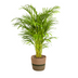 Areca Palm (Dypsis Areca Lutescens) with basket Ø24cm, 120-140cm Bild 1