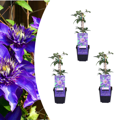 3x Clematis ‘Multi Blue’ P9 – Dt.-blaue Kletterpflanze