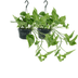 2x Epipremnum Aureum 'Golden Pothos' - 25cm Topf (Ø15cm) Bild 1