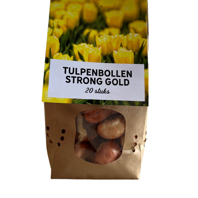 Tulpenzwiebeln Strong Gold – 20 Stück | KH Bloembollen® | Gelbe Tulpe – Strahlend & Kräftig – Für Garten oder Topf – Größe 11/12 – Frisch vom Züchter