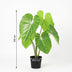 Kunst Philodendron 100cm - Naturgetreue Kunstpflanze für Ihr Zuhause Bild 2