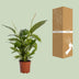 Spathiphyllum Bingo Cupido - Weiße Friedenslilie, Ø19cm, ↕80cm Bild 4